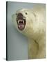 Polar Bear Shot by Cva Peel-null-Stretched Canvas