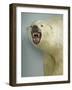 Polar Bear Shot by Cva Peel-null-Framed Photographic Print