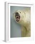 Polar Bear Shot by Cva Peel-null-Framed Photographic Print