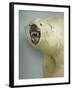 Polar Bear Shot by Cva Peel-null-Framed Photographic Print