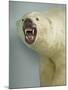 Polar Bear Shot by Cva Peel-null-Mounted Photographic Print