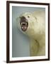 Polar Bear Shot by Cva Peel-null-Framed Photographic Print