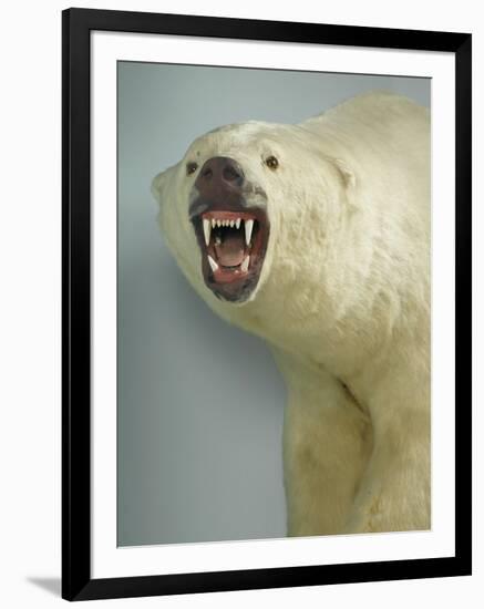 Polar Bear Shot by Cva Peel-null-Framed Photographic Print