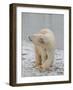 Polar Bear Side Step Full Bleed-Martin Fowkes-Framed Giclee Print