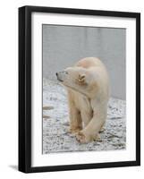 Polar Bear Side Step Full Bleed-Martin Fowkes-Framed Giclee Print