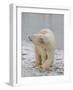 Polar Bear Side Step Full Bleed-Martin Fowkes-Framed Giclee Print