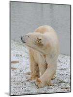Polar Bear Side Step Full Bleed-Martin Fowkes-Mounted Giclee Print