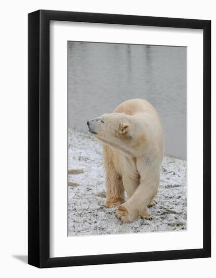 Polar Bear Side Step-Martin Fowkes-Framed Giclee Print