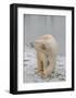 Polar Bear Side Step-Martin Fowkes-Framed Giclee Print