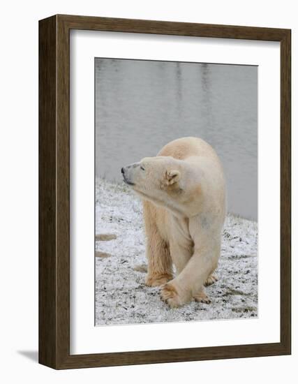 Polar Bear Side Step-Martin Fowkes-Framed Giclee Print