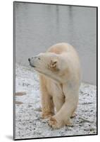 Polar Bear Side Step-Martin Fowkes-Mounted Giclee Print