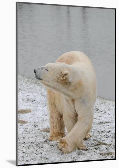 Polar Bear Side Step-Martin Fowkes-Mounted Giclee Print