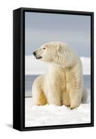 Polar Bear Sits Along Barrier Island, Bernard Spit, ANWR, Alaska, USA-Steve Kazlowski-Framed Stretched Canvas