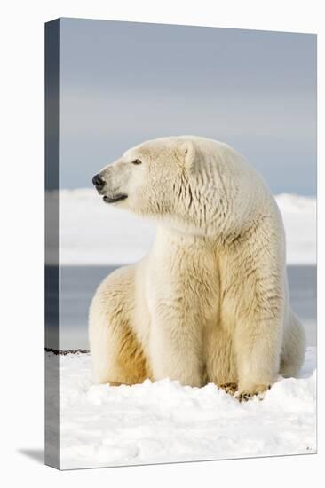 Polar Bear Sits Along Barrier Island, Bernard Spit, ANWR, Alaska, USA-Steve Kazlowski-Stretched Canvas