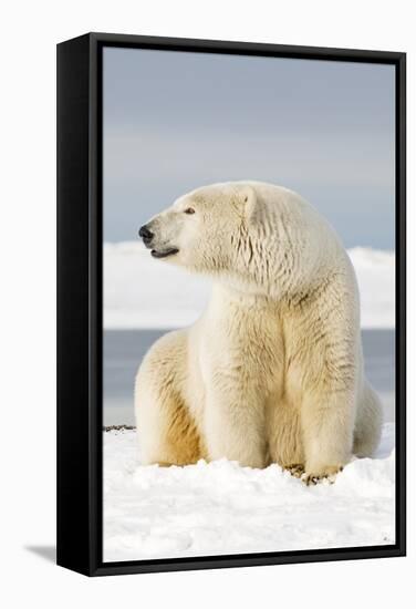 Polar Bear Sits Along Barrier Island, Bernard Spit, ANWR, Alaska, USA-Steve Kazlowski-Framed Stretched Canvas