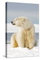 Polar Bear Sits Along Barrier Island, Bernard Spit, ANWR, Alaska, USA-Steve Kazlowski-Stretched Canvas