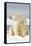 Polar Bear Sits Along Barrier Island, Bernard Spit, ANWR, Alaska, USA-Steve Kazlowski-Framed Stretched Canvas
