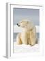 Polar Bear Sits Along Barrier Island, Bernard Spit, ANWR, Alaska, USA-Steve Kazlowski-Framed Premium Photographic Print