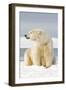 Polar Bear Sits Along Barrier Island, Bernard Spit, ANWR, Alaska, USA-Steve Kazlowski-Framed Photographic Print