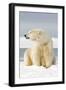 Polar Bear Sits Along Barrier Island, Bernard Spit, ANWR, Alaska, USA-Steve Kazlowski-Framed Photographic Print