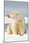 Polar Bear Sits Along Barrier Island, Bernard Spit, ANWR, Alaska, USA-Steve Kazlowski-Mounted Photographic Print