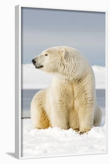 Polar Bear Sits Along Barrier Island, Bernard Spit, ANWR, Alaska, USA-Steve Kazlowski-Framed Photographic Print