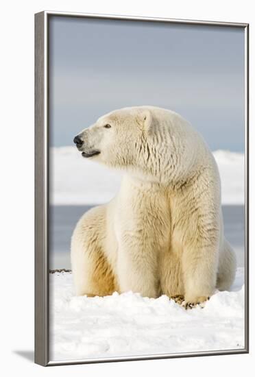 Polar Bear Sits Along Barrier Island, Bernard Spit, ANWR, Alaska, USA-Steve Kazlowski-Framed Photographic Print