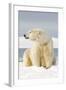 Polar Bear Sits Along Barrier Island, Bernard Spit, ANWR, Alaska, USA-Steve Kazlowski-Framed Photographic Print