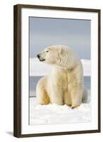 Polar Bear Sits Along Barrier Island, Bernard Spit, ANWR, Alaska, USA-Steve Kazlowski-Framed Photographic Print