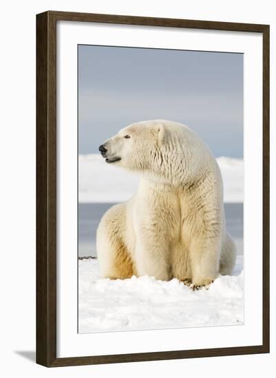 Polar Bear Sits Along Barrier Island, Bernard Spit, ANWR, Alaska, USA-Steve Kazlowski-Framed Photographic Print