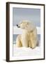 Polar Bear Sits Along Barrier Island, Bernard Spit, ANWR, Alaska, USA-Steve Kazlowski-Framed Photographic Print