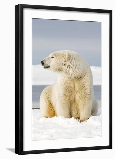 Polar Bear Sits Along Barrier Island, Bernard Spit, ANWR, Alaska, USA-Steve Kazlowski-Framed Photographic Print