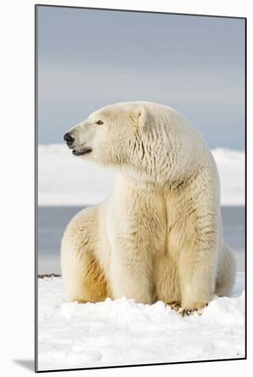 Polar Bear Sits Along Barrier Island, Bernard Spit, ANWR, Alaska, USA-Steve Kazlowski-Mounted Photographic Print