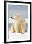 Polar Bear Sits Along Barrier Island, Bernard Spit, ANWR, Alaska, USA-Steve Kazlowski-Framed Photographic Print