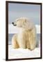 Polar Bear Sits Along Barrier Island, Bernard Spit, ANWR, Alaska, USA-Steve Kazlowski-Framed Photographic Print