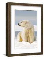 Polar Bear Sits Along Barrier Island, Bernard Spit, ANWR, Alaska, USA-Steve Kazlowski-Framed Photographic Print