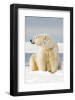 Polar Bear Sits Along Barrier Island, Bernard Spit, ANWR, Alaska, USA-Steve Kazlowski-Framed Photographic Print