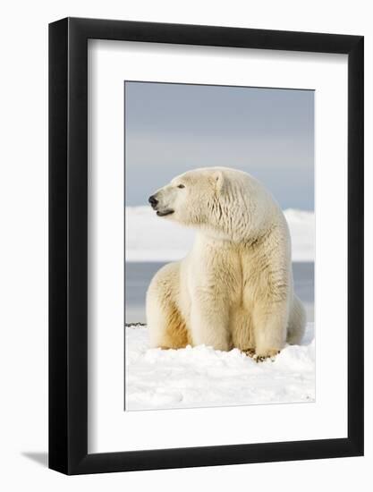 Polar Bear Sits Along Barrier Island, Bernard Spit, ANWR, Alaska, USA-Steve Kazlowski-Framed Photographic Print