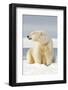 Polar Bear Sits Along Barrier Island, Bernard Spit, ANWR, Alaska, USA-Steve Kazlowski-Framed Photographic Print