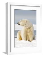 Polar Bear Sits Along Barrier Island, Bernard Spit, ANWR, Alaska, USA-Steve Kazlowski-Framed Photographic Print