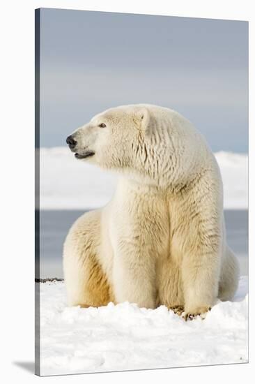 Polar Bear Sits Along Barrier Island, Bernard Spit, ANWR, Alaska, USA-Steve Kazlowski-Stretched Canvas