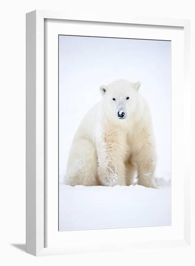 Polar bear sitting in snow during a blizzard, Churchill, Canada-Danny Green-Framed Photographic Print