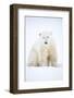 Polar bear sitting in snow during a blizzard, Churchill, Canada-Danny Green-Framed Photographic Print