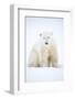 Polar bear sitting in snow during a blizzard, Churchill, Canada-Danny Green-Framed Photographic Print