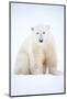 Polar bear sitting in snow during a blizzard, Churchill, Canada-Danny Green-Mounted Photographic Print