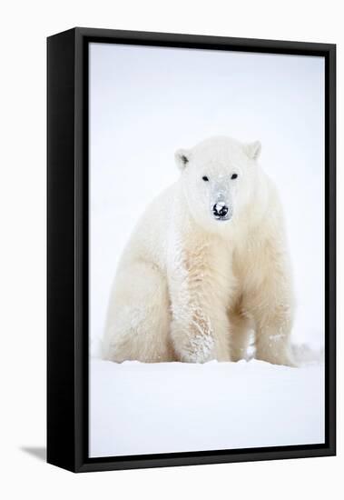 Polar bear sitting in snow during a blizzard, Churchill, Canada-Danny Green-Framed Stretched Canvas
