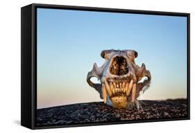 Polar Bear Skull, Hudson Bay, Nunavut, Canada-Paul Souders-Framed Stretched Canvas