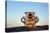 Polar Bear Skull, Hudson Bay, Nunavut, Canada-Paul Souders-Stretched Canvas