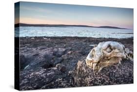 Polar Bear Skull, Hudson Bay, Nunavut, Canada-Paul Souders-Stretched Canvas