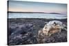 Polar Bear Skull, Hudson Bay, Nunavut, Canada-Paul Souders-Stretched Canvas